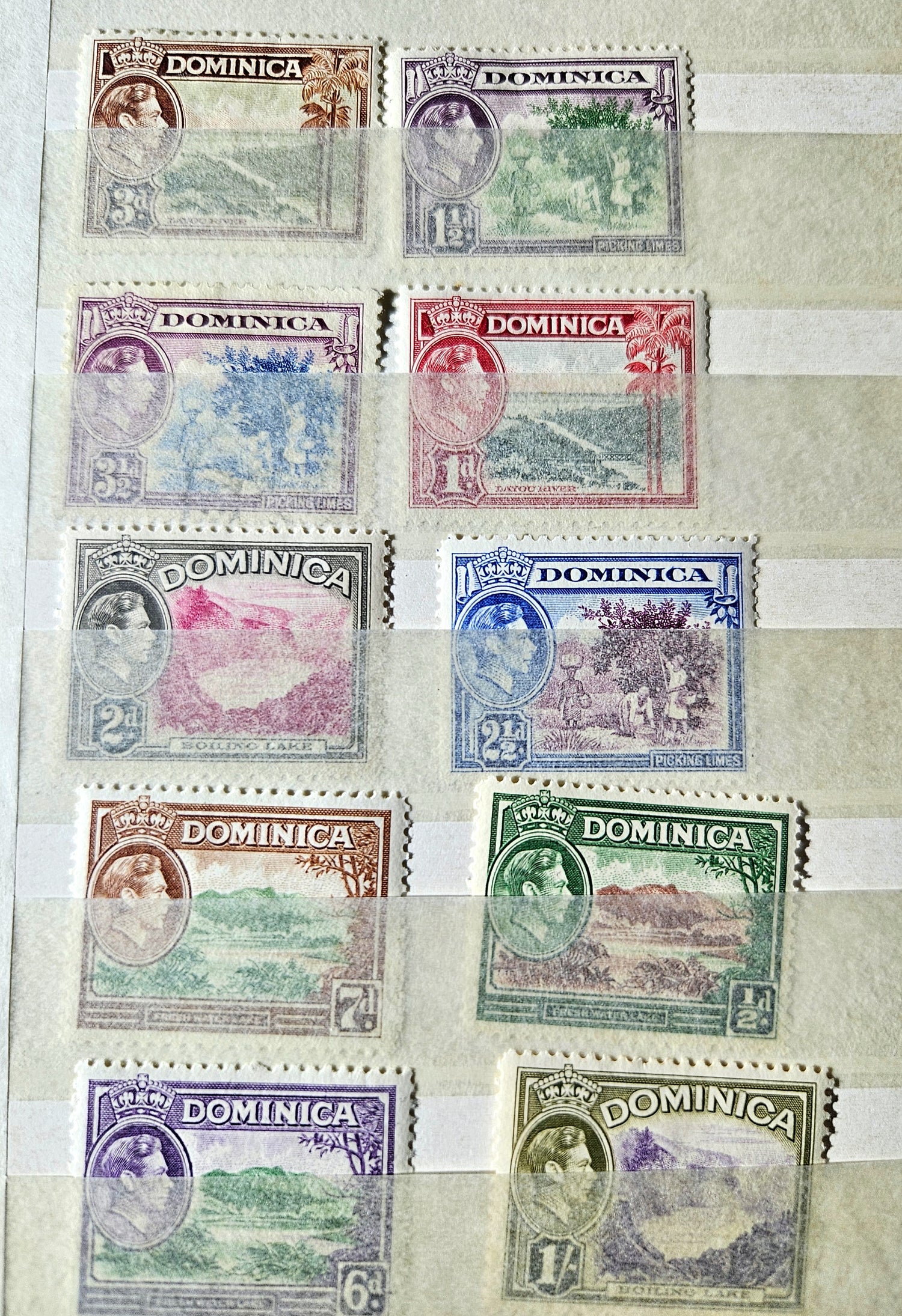 Collection of Dominica stamps arranged in a grid on a striped background